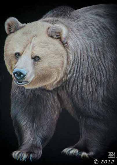 brown_bear