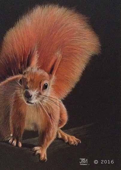 red_squirrel