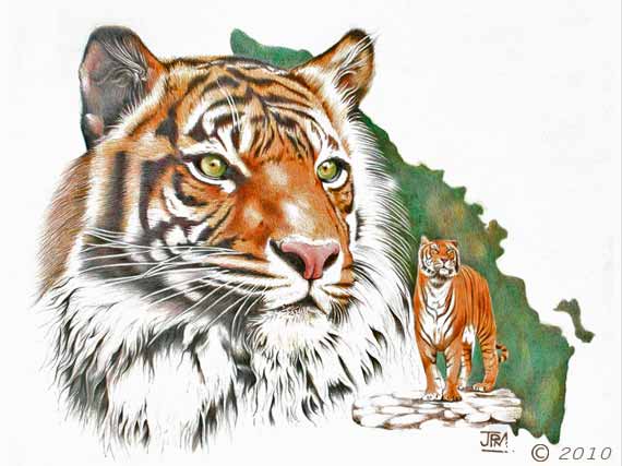 sumatran_tige