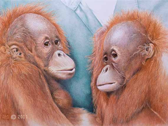 baby_orangs