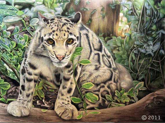mandaley_clouded_leopard