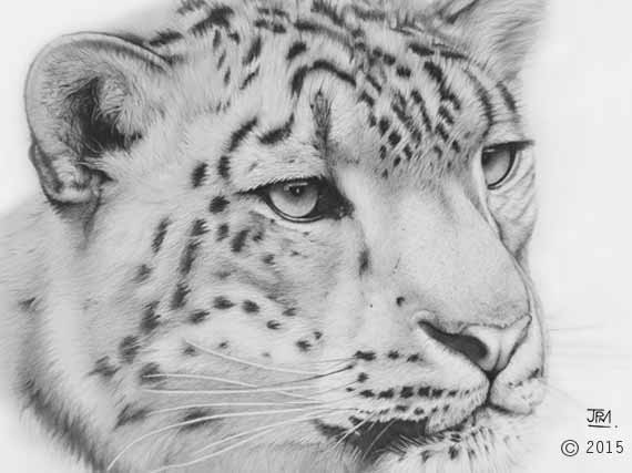 snow_leopard_drawing