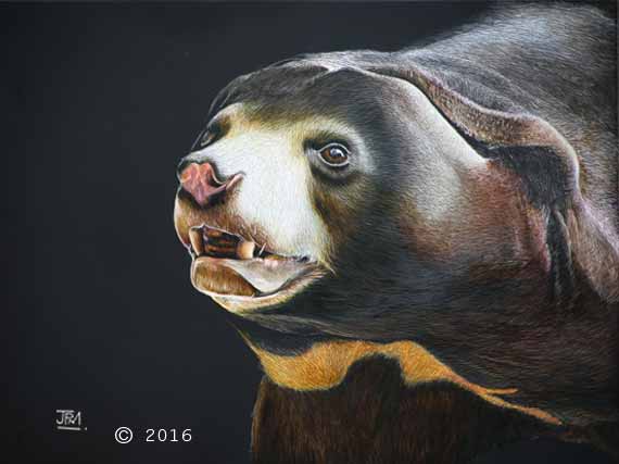 sun_bear