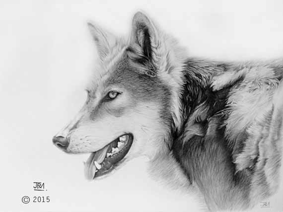 wolf_drawing